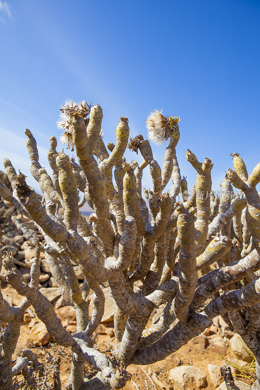 Tabaibas和种子在Tablero del Saladillo - Fuerteventura